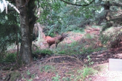 Red Stag at Middlecombe, Minehead.  Martina Slater