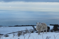Lone sheep on Porlock Hill: Martina Slater