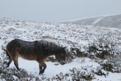 Exmoor Pony on Porlock Common: Martina Slater