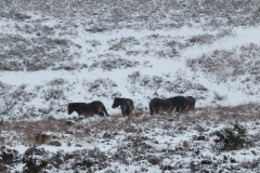 Exmoor Ponies at Hawkcombe Head: Martina Slater
