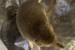 Pygmy Shrew: Photo by M. Slater