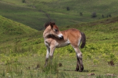 Exmoor Pony by Keith Hann with thanks.
