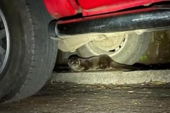 Young Otter taken in Minehead.  Empty fish pond the next day,..taken by David and Lynda Edwards