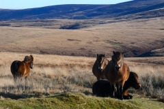 Exmoor Ponies at Lucott Cross by Brian Ellis, December 2021