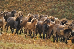 Exmoor Pony Round up taken by Brian Ellis October 2022.
