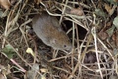 Bank Vole at Middlecombe: Martina Slater