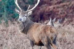 Red Deer Stag from Ian Hart: Taken at Bat's Castle