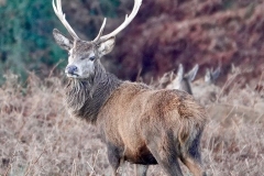 Red Deer Stag from Ian Hart: Taken at Bat