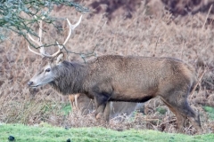 Red Deer Stag at Bat