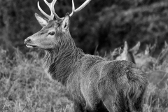 Red Deer Stag at Bat
