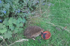 Hedgehog feeding in a garden near Sampford Brett: Annabel Campbell