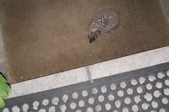 Unexpected visitor on the doorstep. Photo S. Parry