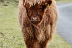 Young Highland cattle: lan Hart