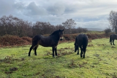Exmoor Ponies by Martina Slater