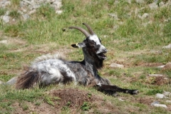 Goat at Valley of Rocks laughing at Ian Hart