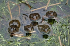 Reptiles and Amphibians