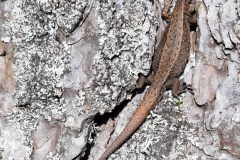 Common Lizard assumed  pregnant:David Slater