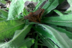 Common frog:  Annabel Campbell