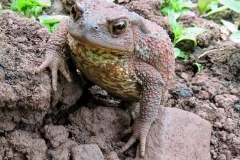 Martina Slater: Common Toad