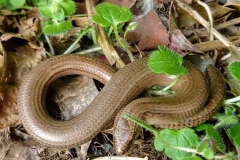 Martina Slater: Slowworm