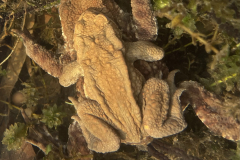 Mating Common Toads Bufo bufo.  Photo M Slater