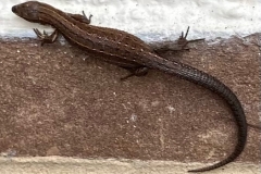 Common Lizard by Marilyn Hobbs
