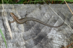 Common lizard at Croydon Hill by Martina Slater