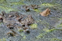 Frogs near Countisbury 2023: Photo by Brian Ellis