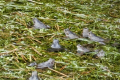 Frogs near Countisbury 2023: Photo by Brian Ellis