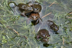 Frogs near Countisbury 2023: Photo by Brian Ellis