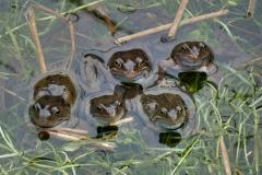 Frogs near Countisbury 2023: Photo by Brian Ellis