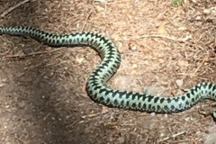Adder taken on a path at Woodcombe: James Windle