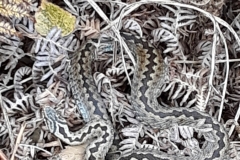 Camouflaged Adder at Webber's Post by Denise Sage