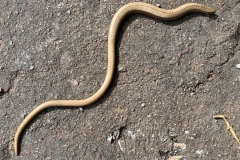 Slow-worm by Marilyn Hobbs