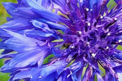 Wild Flowers