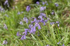 Wild Flowers