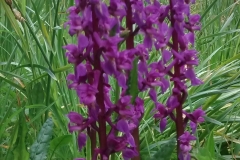 Sian Parry:  Early Purple Orchids at Luckbarrow