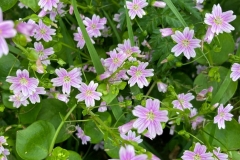 Pink purslane, Claytonia sibrica in the shade in Exford\'s car park: Photo C.Tickner