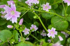 Pink purslane, Claytonia sibrica in the shade in Exford\'s car park: Photo C.Tickner