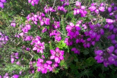 Bell heather: Erica cinerea	Widespread on moors and coastal heath but much less than Calluna vulgaris. A Campbell