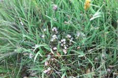Bog pimpernel, anagallis tenella by A. Campbell