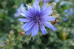 Chiory flower with a fly or bee: Martina Slater