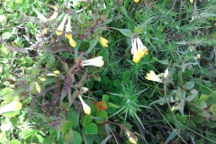 Common cow-wheat: Melampyrum pratense	Hedge banks, open woodland and moorland. Semi-parasitic on Whortleberry. Foodplant of Heath Fritillary butterflies. A Campbell