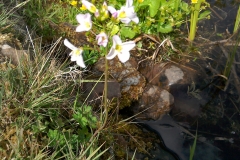 Cuckoo-flower, cardamine pratensis by A. Campbell