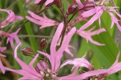 Sian Parry: Ragged Robin