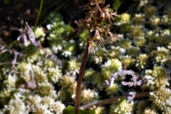 Lesser Twayblade Dunkery by Alastair Stevenson