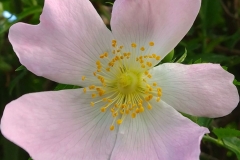 Dog Rose Rosa by S. Parry with thanks