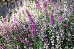 Sian Parry: Bell-heather and Ling