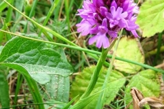 Martina Slater: Pyramidal Orchid