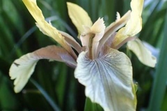 Martina Slater: Stinking Iris